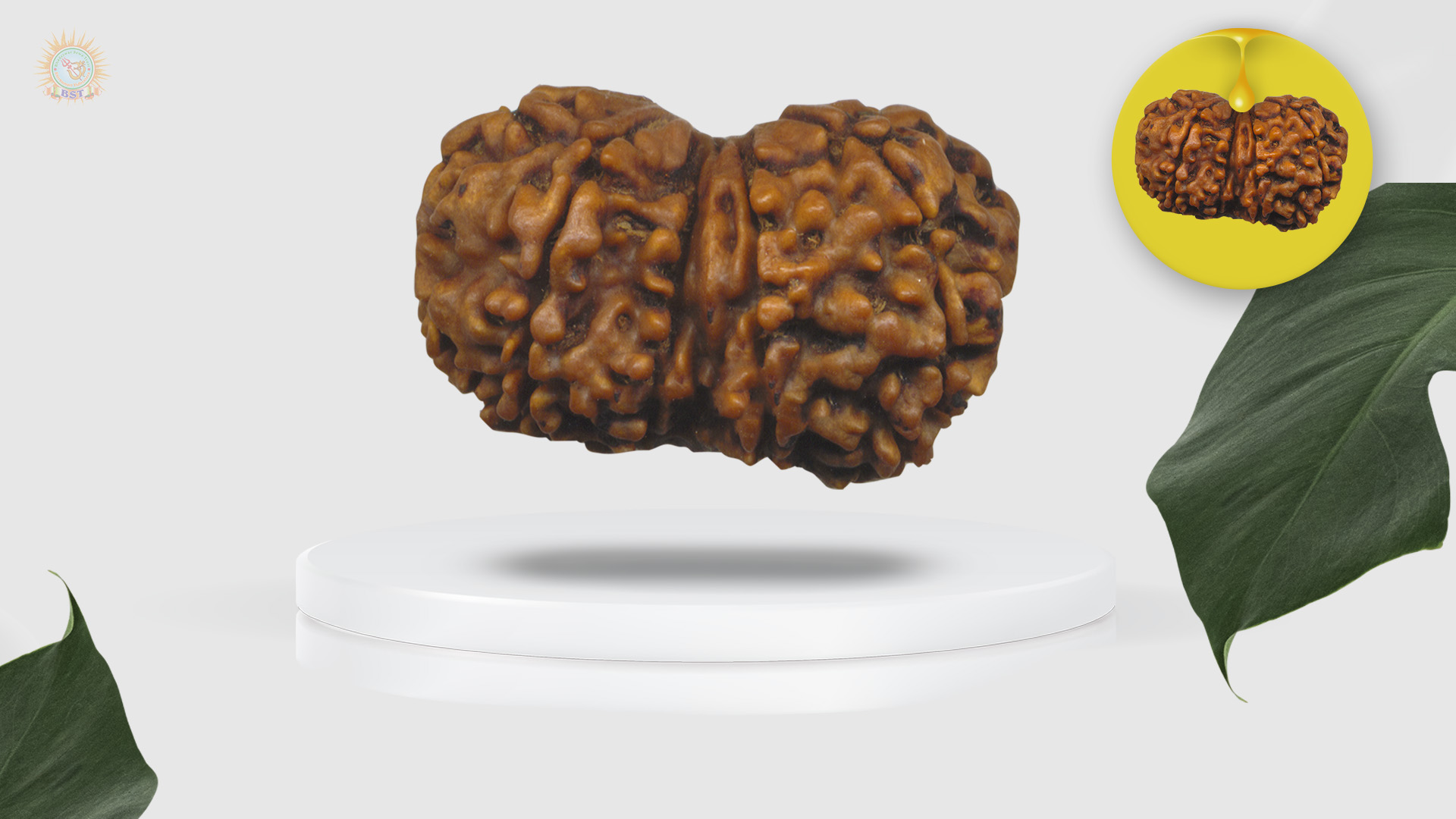 Gaurishankar Rudraksha