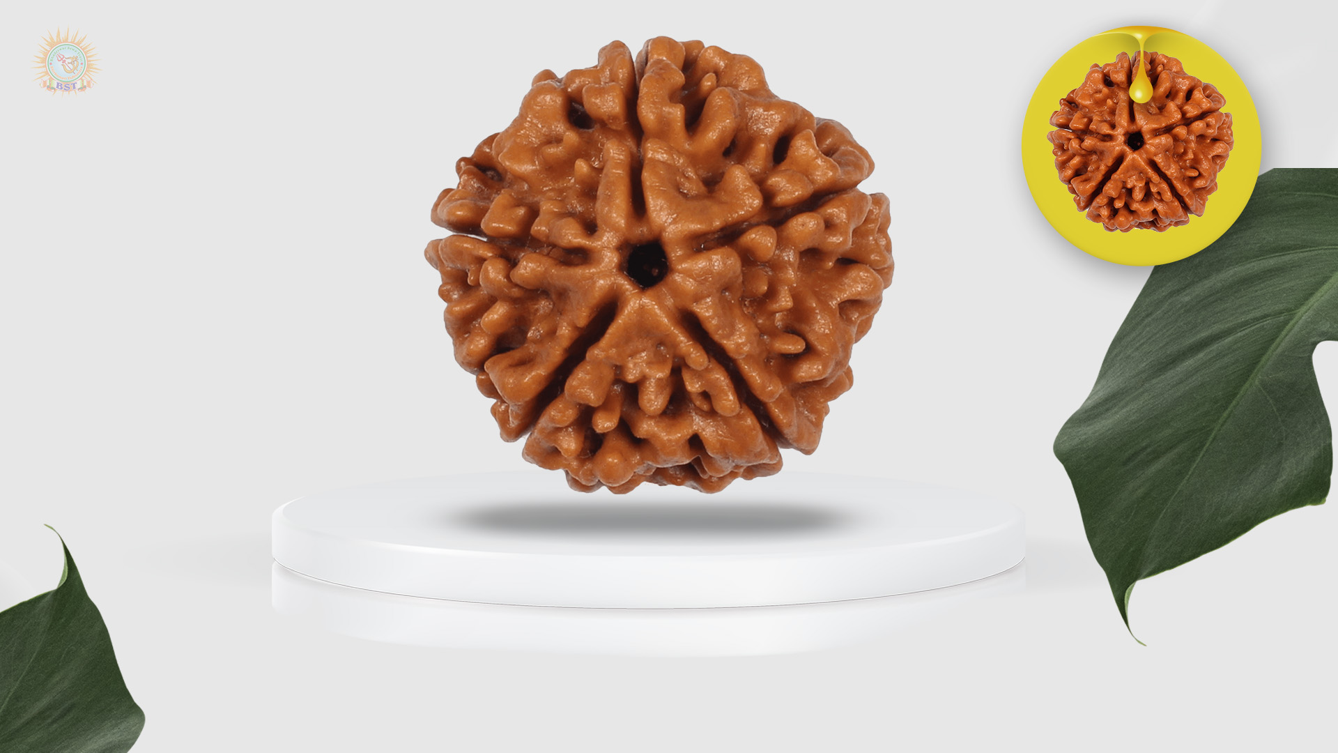 5 Mukhi Rudraksha