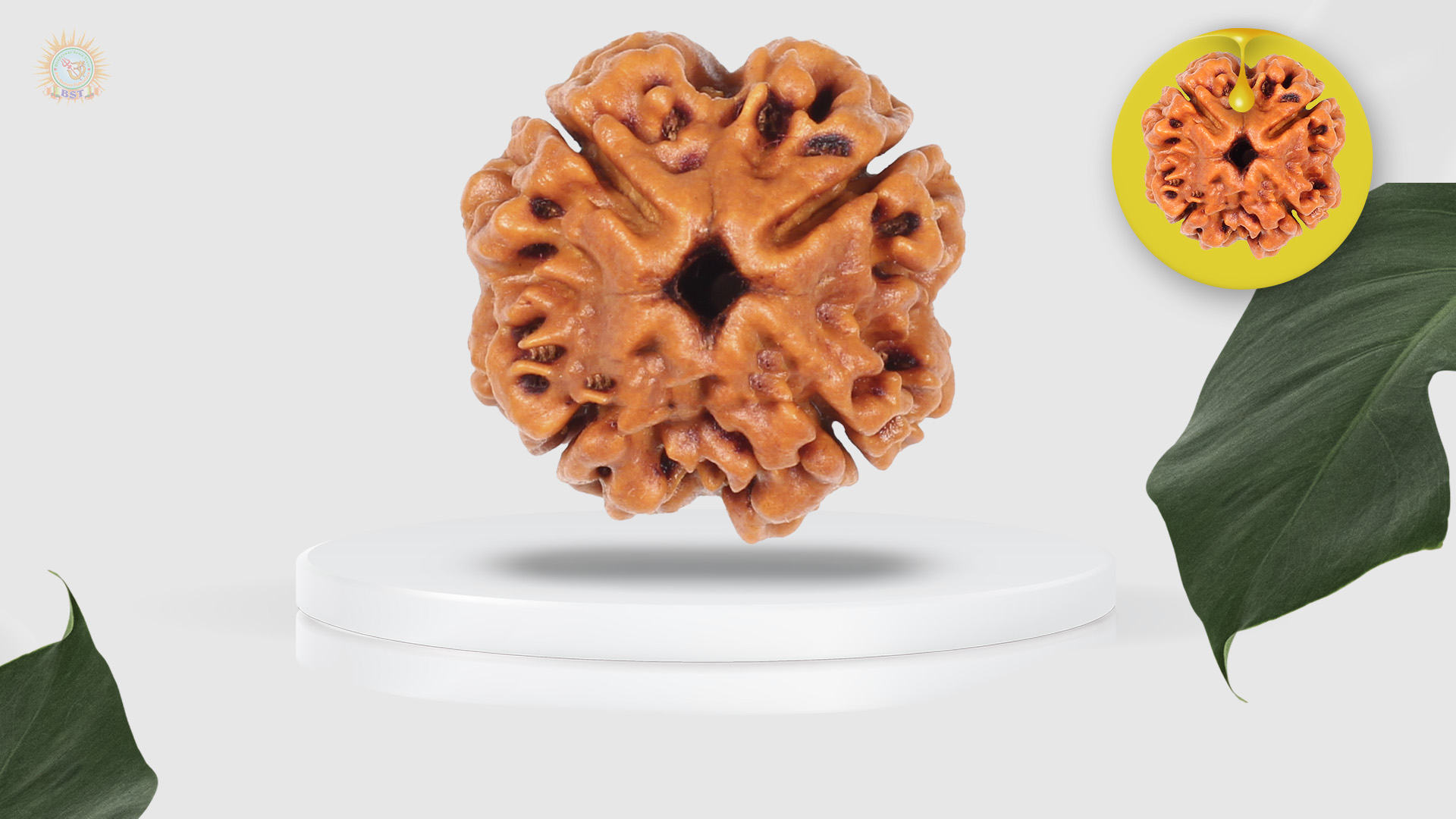 4 Mukhi Rudraksha
